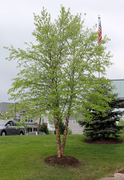 Nigra River Birch- clump